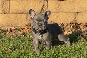 Abigail - puppy for sale