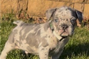 Aaron - puppy for sale