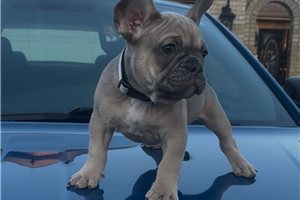 Amos - French Bulldog for sale