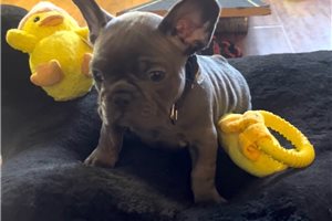 Abigail - French Bulldog for sale
