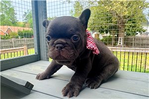 Colin - French Bulldog for sale