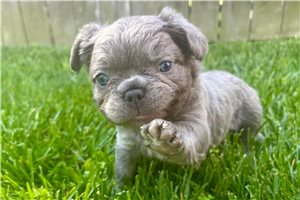 Anthony - French Bulldog for sale