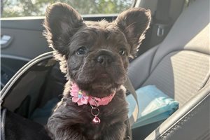 Sophie - French Bulldog for sale