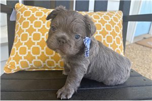 Anthony - French Bulldog for sale