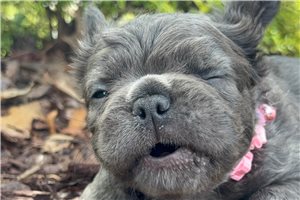 Sophie - French Bulldog for sale