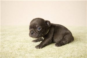Simon - French Bulldog for sale