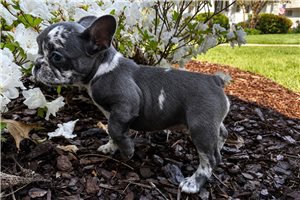 Francesca - puppy for sale