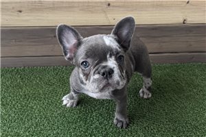 Francesca - French Bulldog for sale
