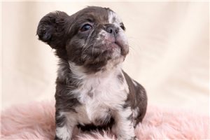 Daphne - French Bulldog for sale