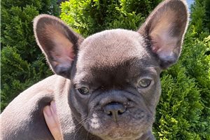 Simon - French Bulldog for sale