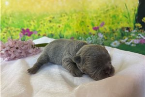 Penelope - puppy for sale