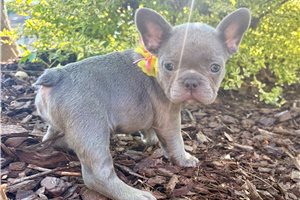 Penelope - French Bulldog for sale