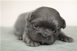 Gregory - French Bulldog for sale