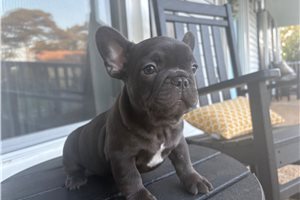 Simon - French Bulldog for sale