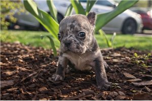 Eloise - French Bulldog for sale