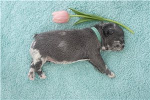 Francesca - French Bulldog for sale