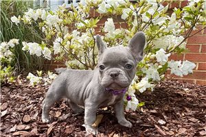Penelope - French Bulldog for sale