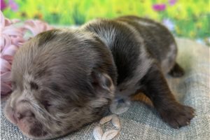 Eloise - puppy for sale
