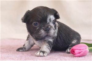 Daphne - French Bulldog for sale