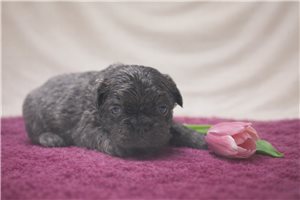 Sophie - French Bulldog for sale