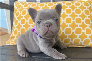 Lady Violet - French Bulldog for sale