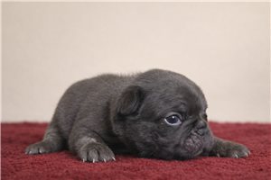 Colin - French Bulldog for sale