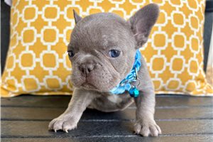 Penelope - French Bulldog for sale
