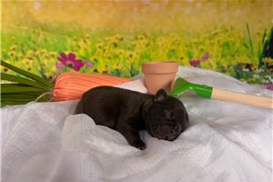 Simon - puppy for sale