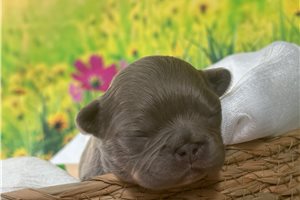 Anthony - puppy for sale