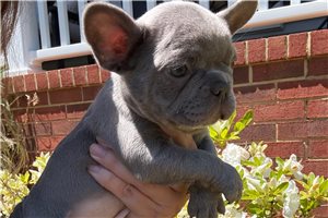 Penelope - French Bulldog for sale