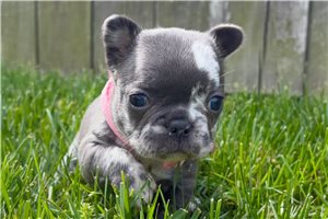 Francesca - French Bulldog for sale