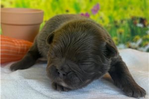 Gregory - puppy for sale