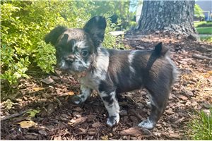 Daphne - French Bulldog for sale