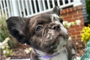 Daphne - puppy for sale