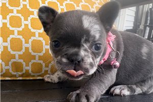 Francesca - French Bulldog for sale