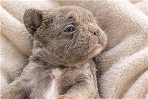 Anthony - French Bulldog for sale