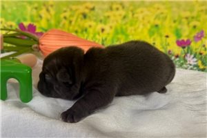 Colin - puppy for sale