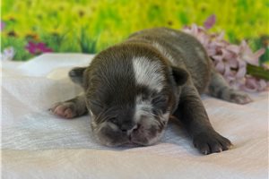 Francesca - puppy for sale