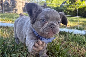 Anthony - French Bulldog for sale