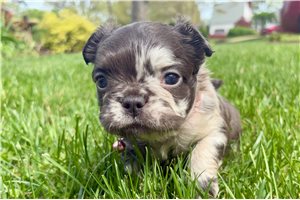 Daphne - French Bulldog for sale