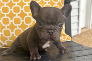 Simon - French Bulldog for sale