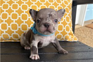 Eloise - French Bulldog for sale