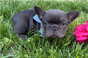 Colin - French Bulldog for sale