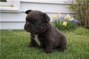Gregory - French Bulldog for sale