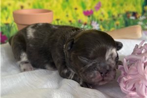 Daphne - French Bulldog for sale