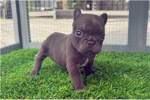 Simon - French Bulldog for sale