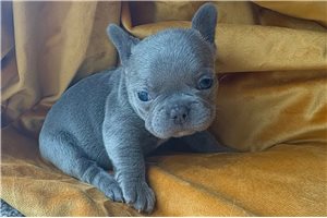 Penelope - French Bulldog for sale