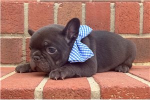 Colin - French Bulldog for sale