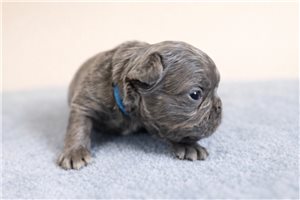 Anthony - French Bulldog for sale