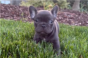 Simon - French Bulldog for sale